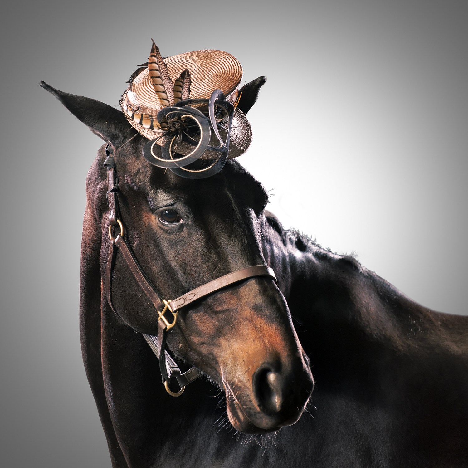 Horses in hats Racing season starts with some equine fashion fun
